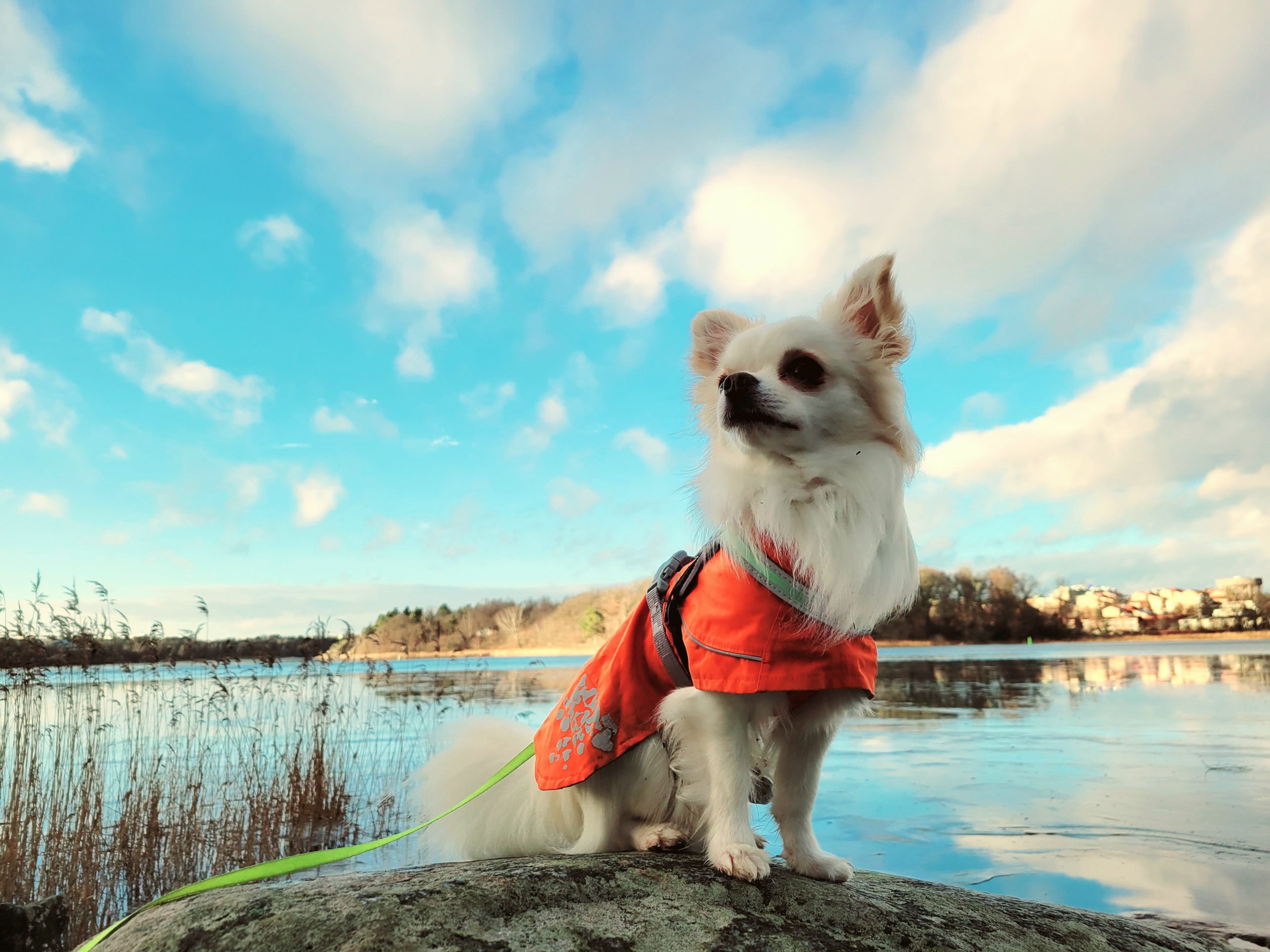A white, long-haired chihuahua wearing an orange raincoat and posing in front of a lake.
