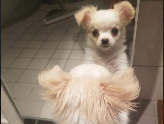 A chihuahua looking at his reflection in the mirror
