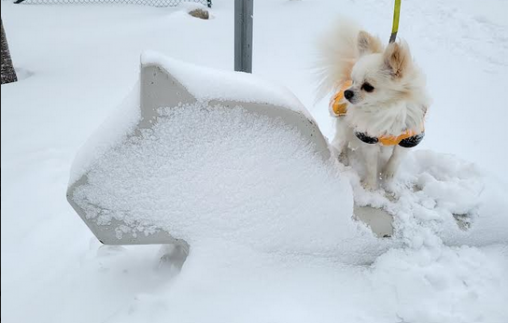 A chihuahua looking out across an icy landscape