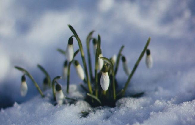 cold-flowers-grass-86580
