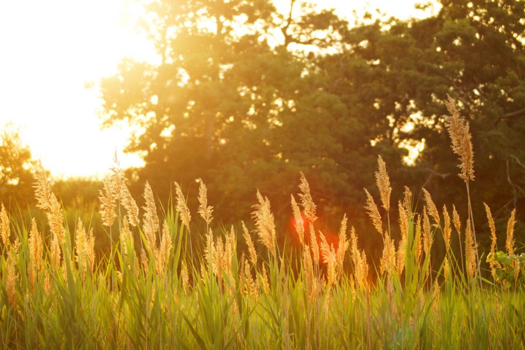 Summer grass