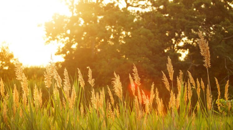 Summer grass