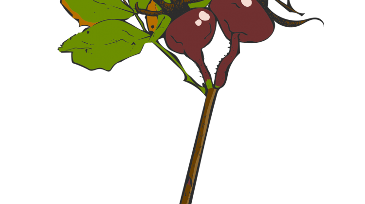 twig-4527983_1920.png