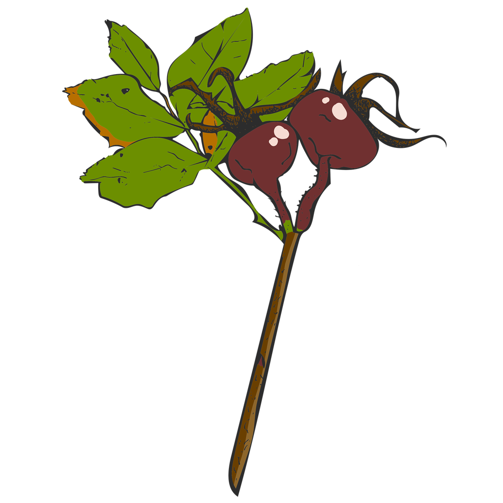 twig-4527983_1920.png