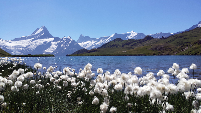 bachalpsee-schreckhorn.png