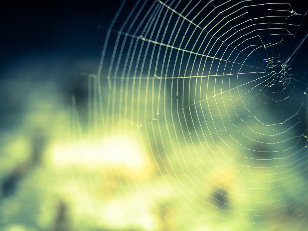cobweb-959578_1920.jpg