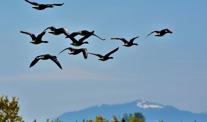 wild-geese-3933488__480.jpg