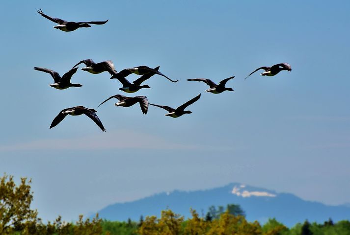 wild-geese-3933488__480.jpg