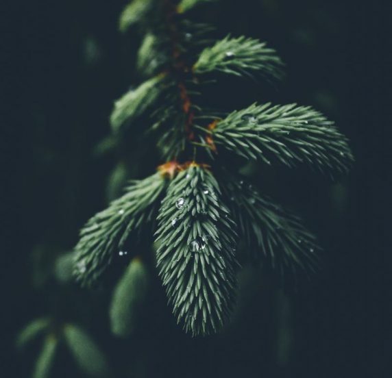 alexandre-guimont-s9migkjxmb4-unsplash.jpg