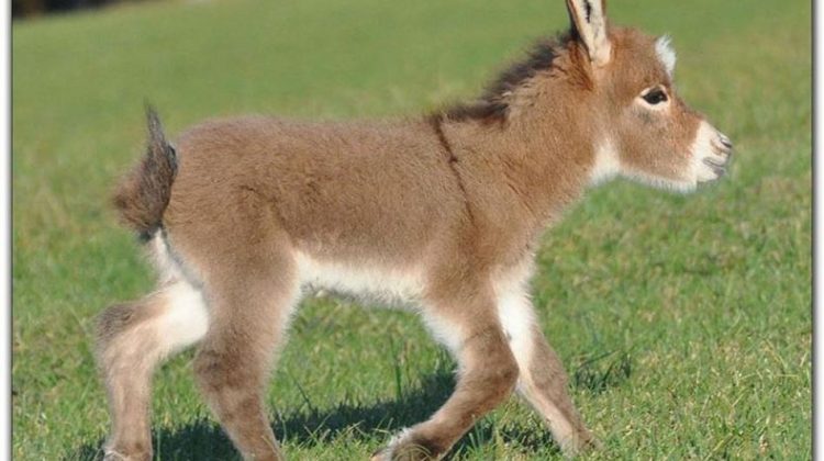 cute baby donkey