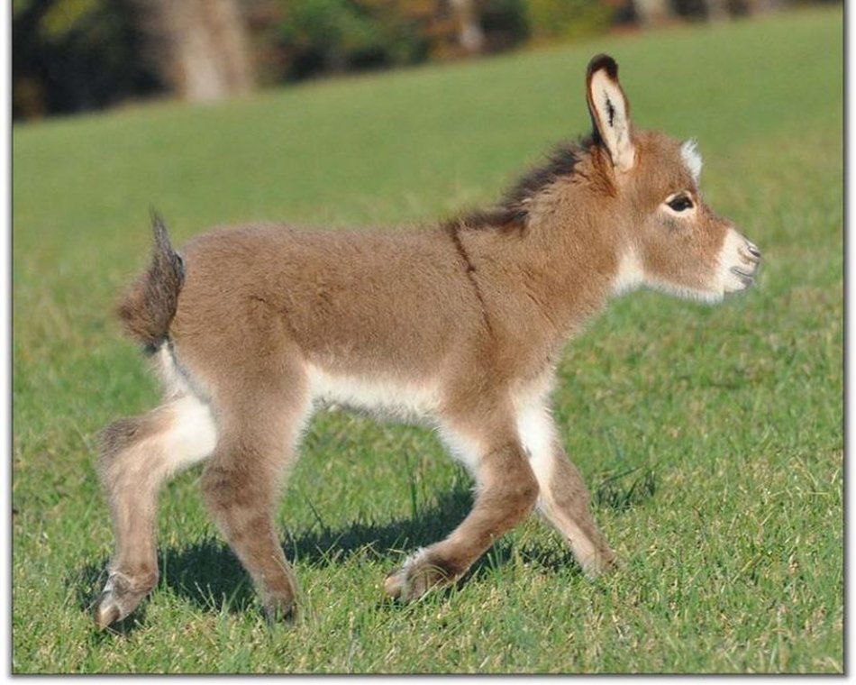 cute baby donkey