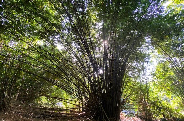 bamboocopse.jpg