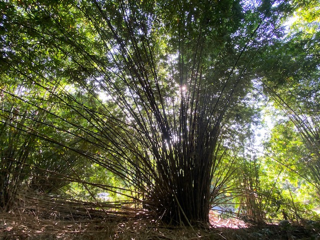 bamboocopse.jpg