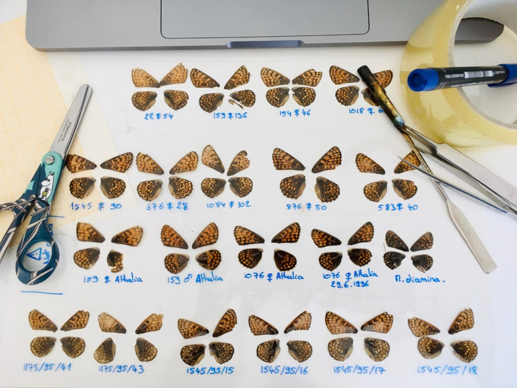 butterflywingsprep-2021.jpg