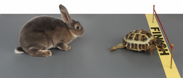tortoise-hare-600x255.jpg