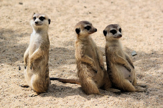 meerkats-4059873_960_720.jpg