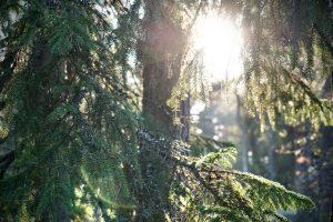 Daniela_Altgen_FinnishForest-2-300x200.jpg