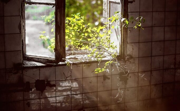 green-leafed plant on opened window